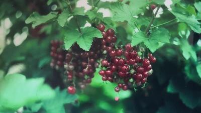 Framboise fraise - Rubus illecebrosus - ZFarm