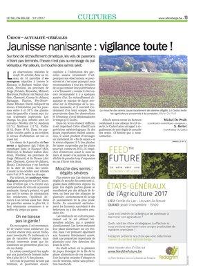 Jaunisse nanisante: vigilance toute! Jaunisse nanisante: vigilance toute!