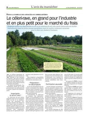 Le céleri-rave, en grand pour l’industrieet en plus petit pour le marché du frais Le céleri-rave, en grand pour l’industrieet en plus petit pour le marché du frais