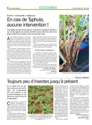 En cas de Typhula,aucune intervention! En cas de Typhula,aucune intervention!