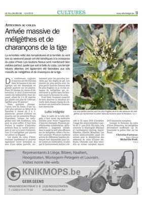Arrivée massive de méligèthes et de charançons de la tige Arrivée massive de méligèthes et de charançons de la tige