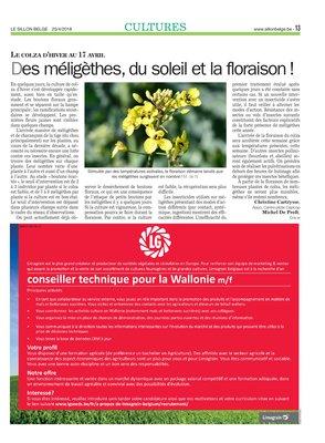 Des méligèthes, du soleil et la floraison!