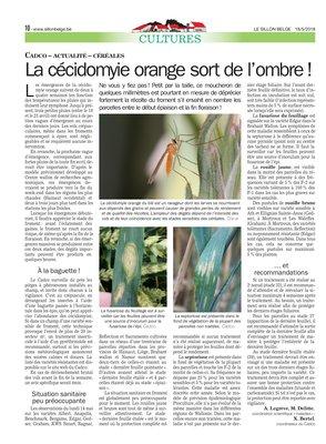 La cécidomyie orange sort de l’ombre! La cécidomyie orange sort de l’ombre!