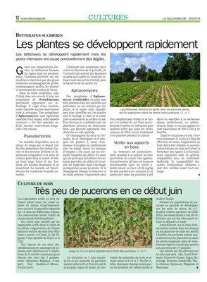 Très peu de pucerons en ce début juin Très peu de pucerons en ce début juin
