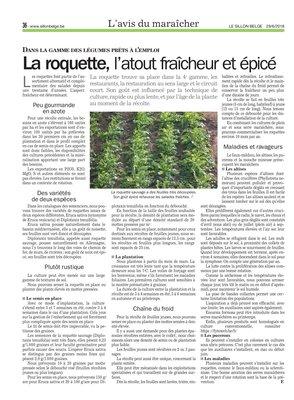 La roquette, l’atout fraîcheur et épicé La roquette, l’atout fraîcheur et épicé