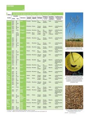 Variétés disponibles et conseils pour les semis Variétés disponibles et conseils pour les semis