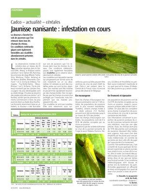 Jaunisse nanisante: infestation en cours Jaunisse nanisante: infestation en cours