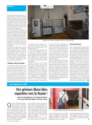Des génisses Blanc-bleuexportées vers la Russie! Des génisses Blanc-bleuexportées vers la Russie!