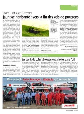 Jaunisse nanisante: vers la fin des vols de pucerons Jaunisse nanisante: vers la fin des vols de pucerons
