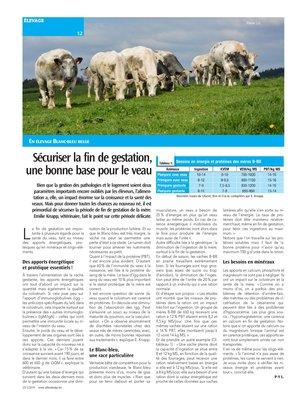 Sécuriser la fin de gestation, une bonne base pour le veau Sécuriser la fin de gestation, une bonne base pour le veau