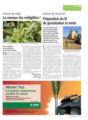 La menace des méligèthes! La menace des méligèthes!