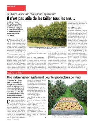 Il n’est pas utile de les tailler tous les ans… Il n’est pas utile de les tailler tous les ans…