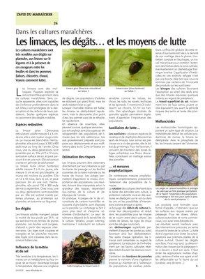 Les limaces, les dégâts… et les moyens de lutte