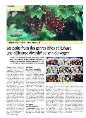 Les petits fruits des genres Ribes et Rubus:une délicieuse diversité au sein du verger Les petits fruits des genres Ribes et Rubus:une délicieuse diversité au sein du verger