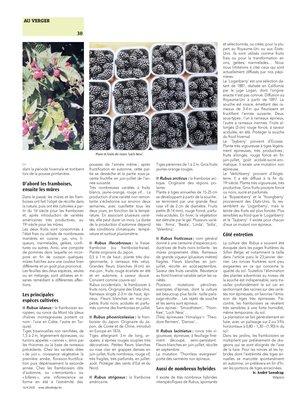 Les petits fruits des genres Ribes et Rubus:une délicieuse diversité au sein du verger Les petits fruits des genres Ribes et Rubus:une délicieuse diversité au sein du verger