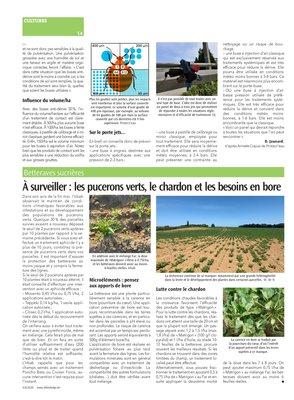 À surveiller: les pucerons verts, le chardon et les besoins en bore À surveiller: les pucerons verts, le chardon et les besoins en bore