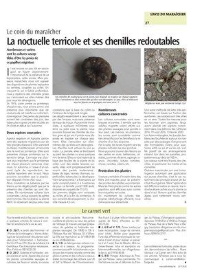 La noctuelle terricole et ses chenilles redoutables La noctuelle terricole et ses chenilles redoutables