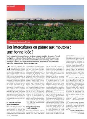 Des intercultures en pâture aux moutons: une bonne idée?
