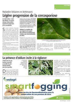 Légère progression de la cercosporiose Légère progression de la cercosporiose
