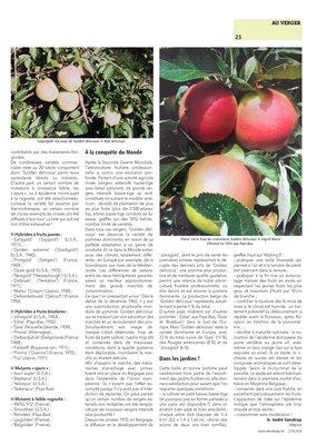 ‘Golden delicious’, la «Miss Univers» des pommes ‘Golden delicious’, la «Miss Univers» des pommes