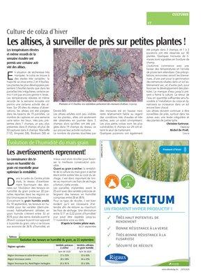 Les altises, à surveiller de près sur petites plantes! Les altises, à surveiller de près sur petites plantes!