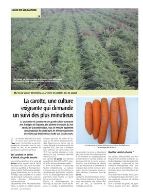La carotte, une culture exigeante qui demande un suivi des plus minutieux
