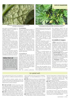 La courgette en tunnel maraîcher en début de saison La courgette en tunnel maraîcher en début de saison
