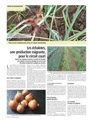 Les échalotes,une production exigeante,pour le circuit court Les échalotes,une production exigeante,pour le circuit court