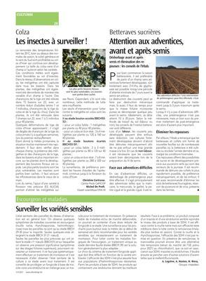 Les insectes à surveiller! Les insectes à surveiller!