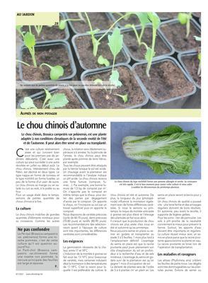 Le chou chinois d’automne Le chou chinois d’automne