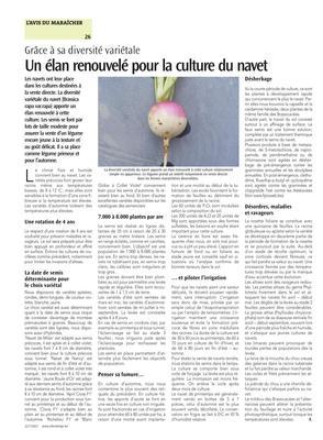 Un élan renouvelé pour la culture du navet Un élan renouvelé pour la culture du navet