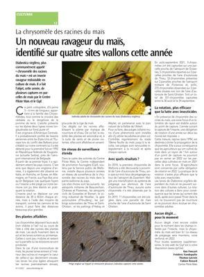 Un nouveau ravageur du maïs,identifié sur quatre sites wallons cette année Un nouveau ravageur du maïs,identifié sur quatre sites wallons cette année