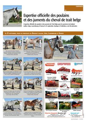 Expertise officielle des poulains et des juments du cheval de trait belge