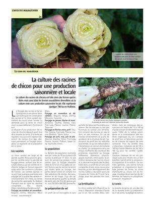 La culture des racinesde chicon pour une production saisonnière et locale La culture des racinesde chicon pour une production saisonnière et locale