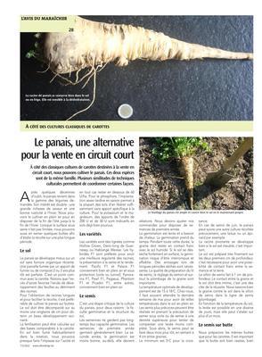 Le panais, une alternative pour la vente en circuit court Le panais, une alternative pour la vente en circuit court