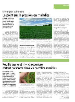 Rouille jaune et rhynchosporiose restent présentes dans les parcelles sensibles Rouille jaune et rhynchosporiose restent présentes dans les parcelles sensibles