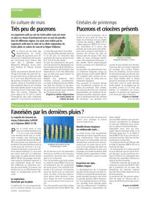 Très peu de pucerons Très peu de pucerons