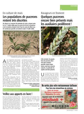 Les populations de pucerons restent très discrètes Les populations de pucerons restent très discrètes