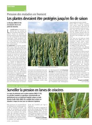 Surveiller la pression en larves de criocères Surveiller la pression en larves de criocères