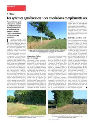 Les systèmes agroforestiers: des associations complémentaires Les systèmes agroforestiers: des associations complémentaires