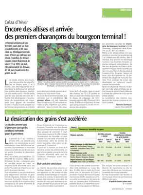 Encore des altises et arrivée des premiers charançons du bourgeon terminal! Encore des altises et arrivée des premiers charançons du bourgeon terminal!