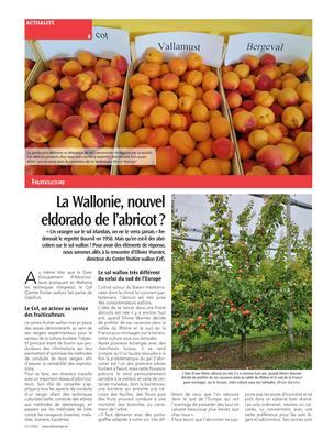 La Wallonie, nouvel eldorado de l’abricot? La Wallonie, nouvel eldorado de l’abricot?