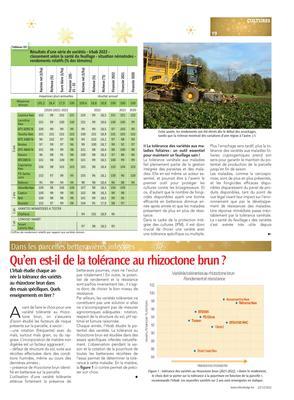 Qu’en est-il de la tolérance au rhizoctone brun? Qu’en est-il de la tolérance au rhizoctone brun?