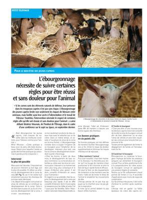 L’ébourgeonnagenécessite de suivre certaines règles pour être réussiet sans douleur pour l’animal L’ébourgeonnagenécessite de suivre certaines règles pour être réussiet sans douleur pour l’animal