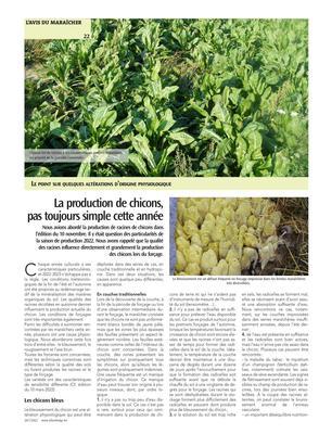 La production de chicons,pas toujours simple cette année La production de chicons,pas toujours simple cette année