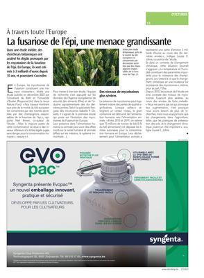 La fusariose de l’épi, une menace grandissante La fusariose de l’épi, une menace grandissante
