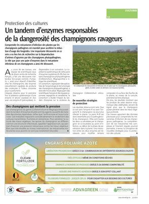 Un tandem d’enzymes responsables de la dangerosité des champignons ravageurs Un tandem d’enzymes responsables de la dangerosité des champignons ravageurs