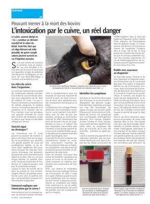 L’intoxication par le cuivre, un réel danger L’intoxication par le cuivre, un réel danger