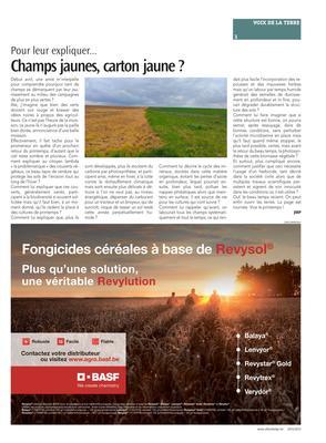 Champs jaunes, carton jaune?