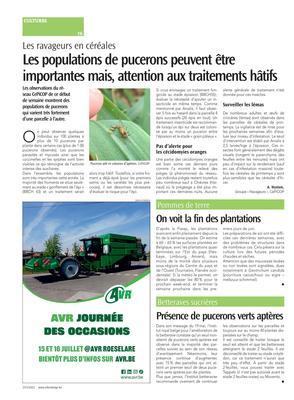 Présence de pucerons verts aptères Présence de pucerons verts aptères
